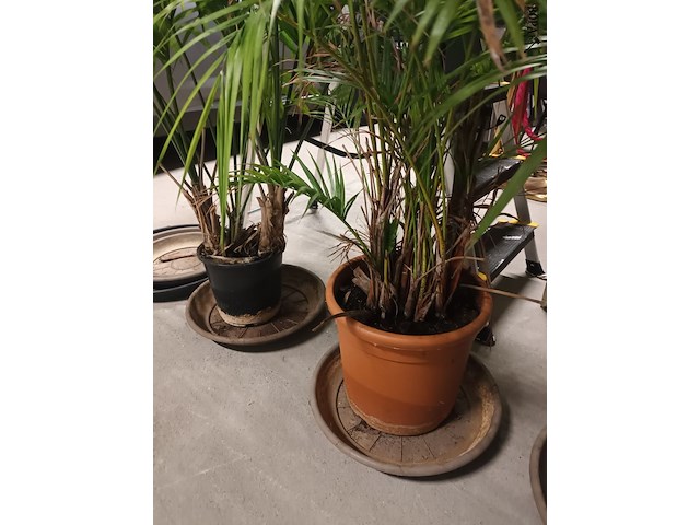 Lot 82 - planten en onderzetters - afbeelding 5 van  5