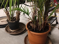 Lot 82 - planten en onderzetters - afbeelding 5 van  5