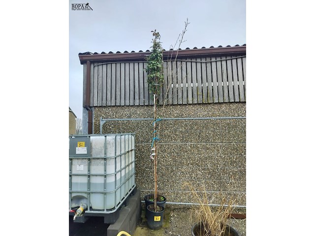 Lot 83 - bomen. 2 stuks - afbeelding 1 van  3