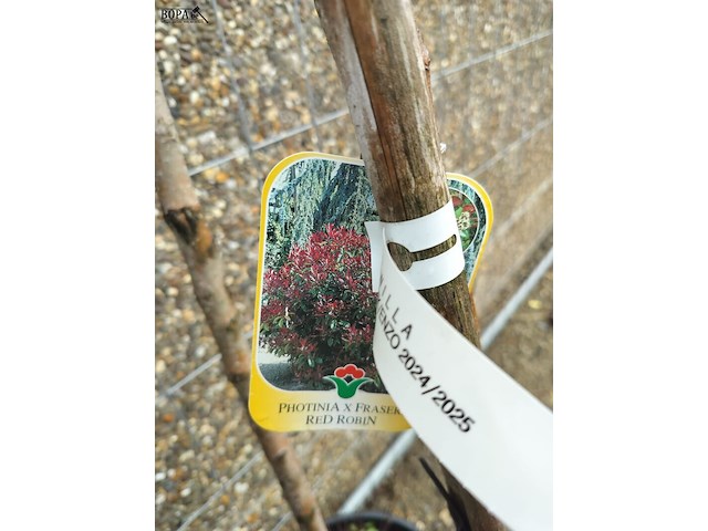 Lot 83 - bomen. 2 stuks - afbeelding 2 van  3