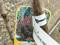 Lot 83 - bomen. 2 stuks - afbeelding 2 van  3