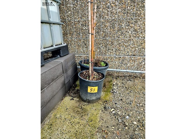 Lot 83 - bomen. 2 stuks - afbeelding 3 van  3