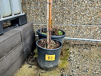 Lot 83 - bomen. 2 stuks - afbeelding 3 van  3