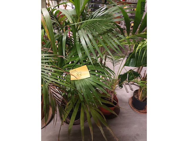 Lot 83 - planten in pot. 2 stuks - afbeelding 1 van  4