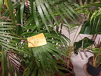 Lot 83 - planten in pot. 2 stuks - afbeelding 1 van  4