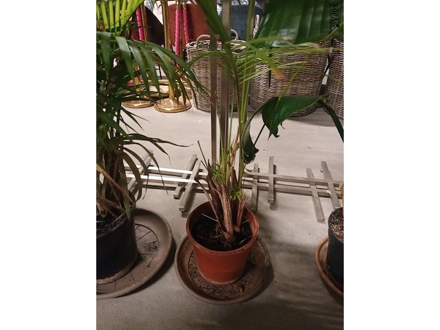 Lot 83 - planten in pot. 2 stuks - afbeelding 2 van  4