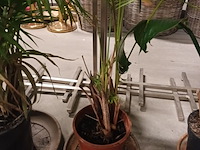 Lot 83 - planten in pot. 2 stuks - afbeelding 2 van  4