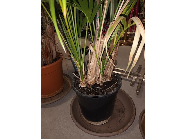 Lot 83 - planten in pot. 2 stuks - afbeelding 3 van  4