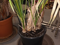 Lot 83 - planten in pot. 2 stuks - afbeelding 3 van  4