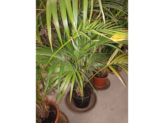 Lot 83 - planten in pot. 2 stuks - afbeelding 4 van  4