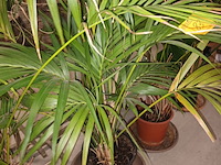 Lot 83 - planten in pot. 2 stuks - afbeelding 4 van  4