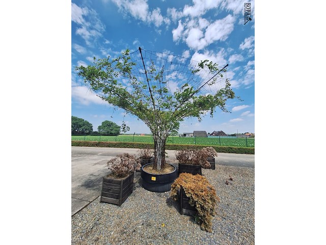Lot 84 - bloembak met plant. 6 stuks - afbeelding 1 van  3
