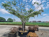 Lot 84 - bloembak met plant. 6 stuks - afbeelding 1 van  3