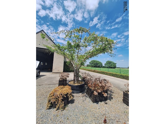 Lot 84 - bloembak met plant. 6 stuks - afbeelding 2 van  3