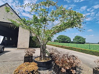 Lot 84 - bloembak met plant. 6 stuks - afbeelding 2 van  3