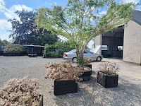 Lot 84 - bloembak met plant. 6 stuks - afbeelding 3 van  3