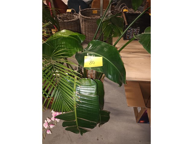 Lot 84 - plant in pot - afbeelding 1 van  4