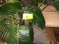 Lot 84 - plant in pot - afbeelding 1 van  4