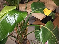 Lot 84 - plant in pot - afbeelding 2 van  4