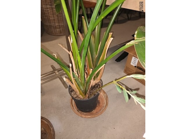 Lot 84 - plant in pot - afbeelding 3 van  4