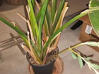 Lot 84 - plant in pot - afbeelding 3 van  4