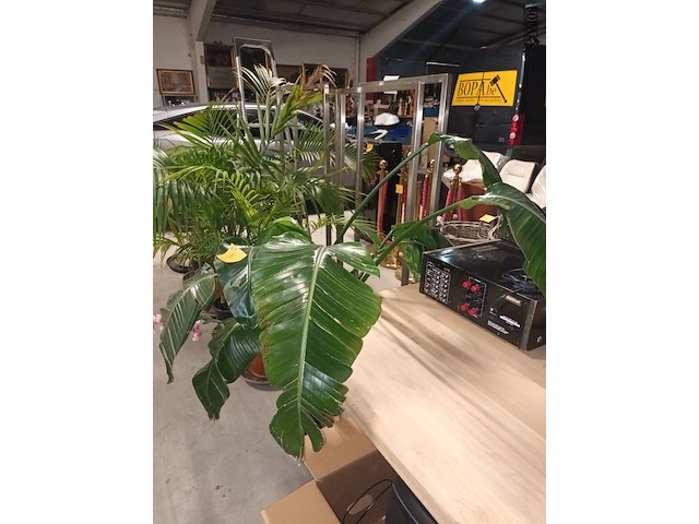 Lot 84 - plant in pot - afbeelding 4 van  4