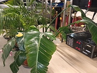 Lot 84 - plant in pot - afbeelding 4 van  4