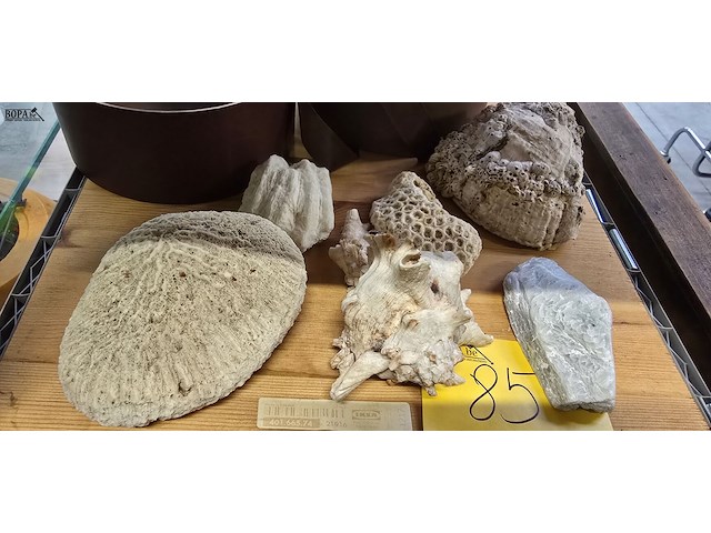 Lot 85 - lotje mineralen, schelpen en speciale stenen - afbeelding 3 van  3