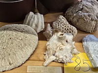 Lot 85 - lotje mineralen, schelpen en speciale stenen - afbeelding 3 van  3