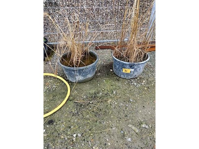 Lot 86 - siergrassen in pot. 2 stuks - afbeelding 1 van  3