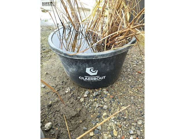 Lot 86 - siergrassen in pot. 2 stuks - afbeelding 2 van  3