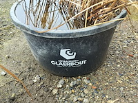 Lot 86 - siergrassen in pot. 2 stuks - afbeelding 2 van  3