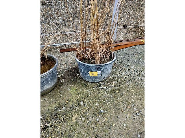 Lot 86 - siergrassen in pot. 2 stuks - afbeelding 3 van  3