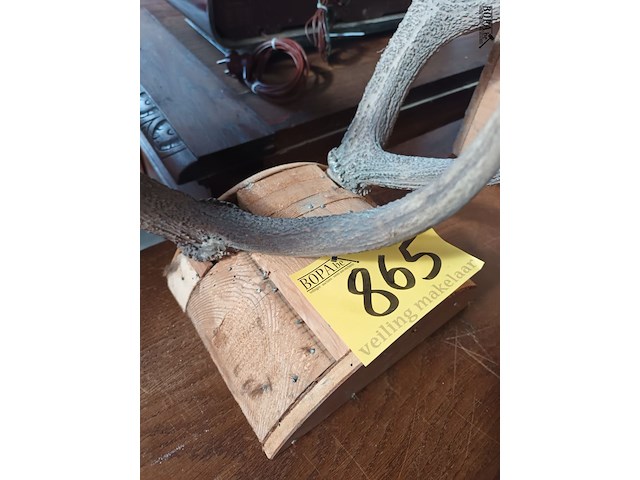 Lot 865 - gewei van edelhert - afbeelding 3 van  4