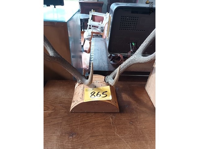 Lot 865 - gewei van edelhert - afbeelding 4 van  4