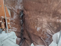 Lot 95 - paardenhuid uit ‘84 - afbeelding 2 van  3