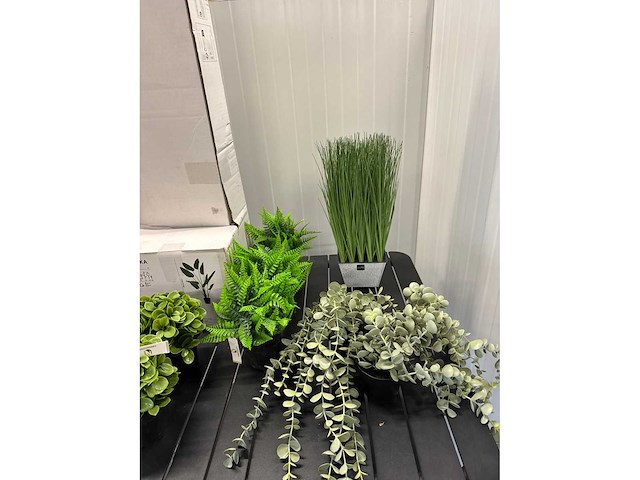 Lot nepkamerplanten - afbeelding 2 van  6
