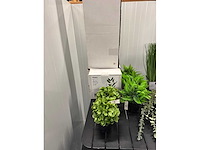 Lot nepkamerplanten - afbeelding 3 van  6