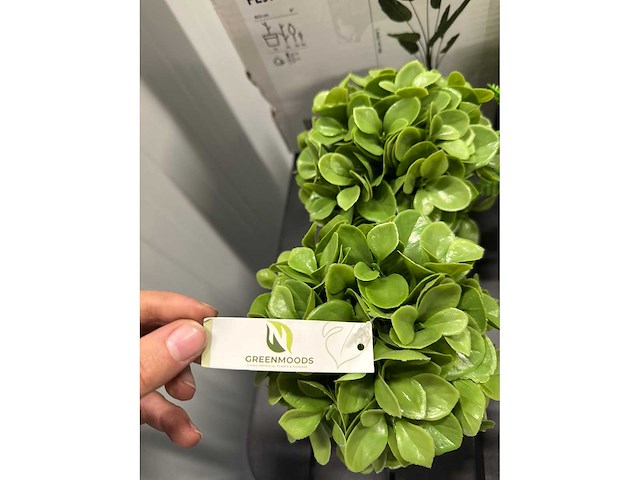 Lot nepkamerplanten - afbeelding 5 van  6