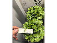 Lot nepkamerplanten - afbeelding 5 van  6