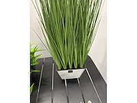 Lot nepkamerplanten - afbeelding 6 van  6