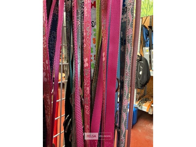 Lot van hondenriemen kleine honden (±10x) - afbeelding 2 van  3
