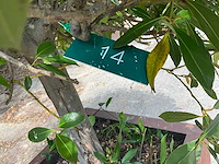 Lourier - afbeelding 5 van  5