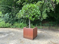 Lourier - afbeelding 1 van  6