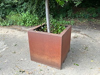 Lourier - afbeelding 2 van  6