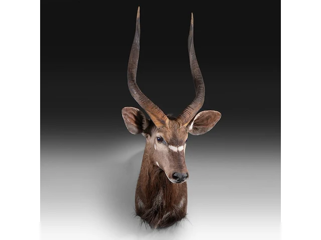 Lowland nyala or simply nyala (tragelaphus angasii) shoulder mount, taxidermy trophy, h 115 cm - afbeelding 1 van  4