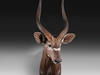 Lowland nyala or simply nyala (tragelaphus angasii) shoulder mount, taxidermy trophy, h 115 cm