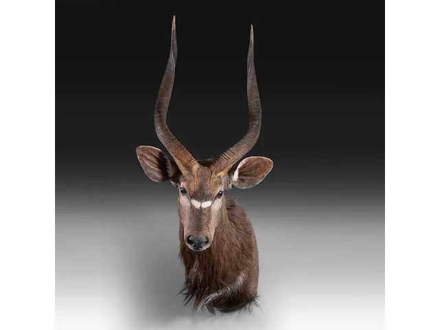 Lowland nyala or simply nyala (tragelaphus angasii) shoulder mount, taxidermy trophy, h 115 cm - afbeelding 2 van  4