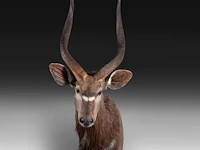 Lowland nyala or simply nyala (tragelaphus angasii) shoulder mount, taxidermy trophy, h 115 cm - afbeelding 2 van  4
