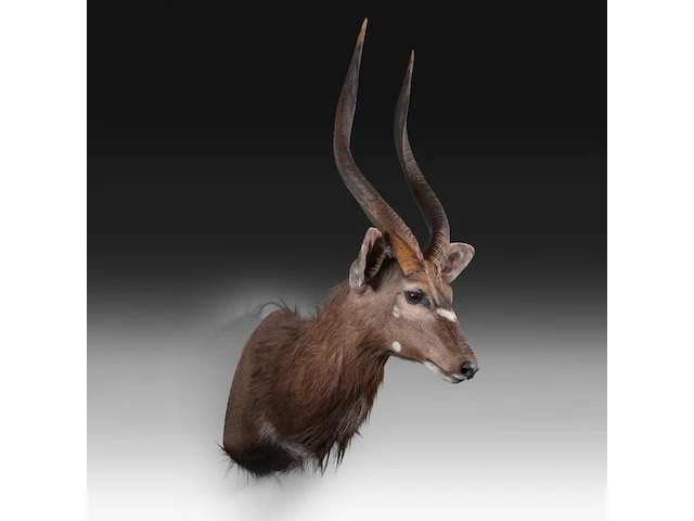 Lowland nyala or simply nyala (tragelaphus angasii) shoulder mount, taxidermy trophy, h 115 cm - afbeelding 3 van  4